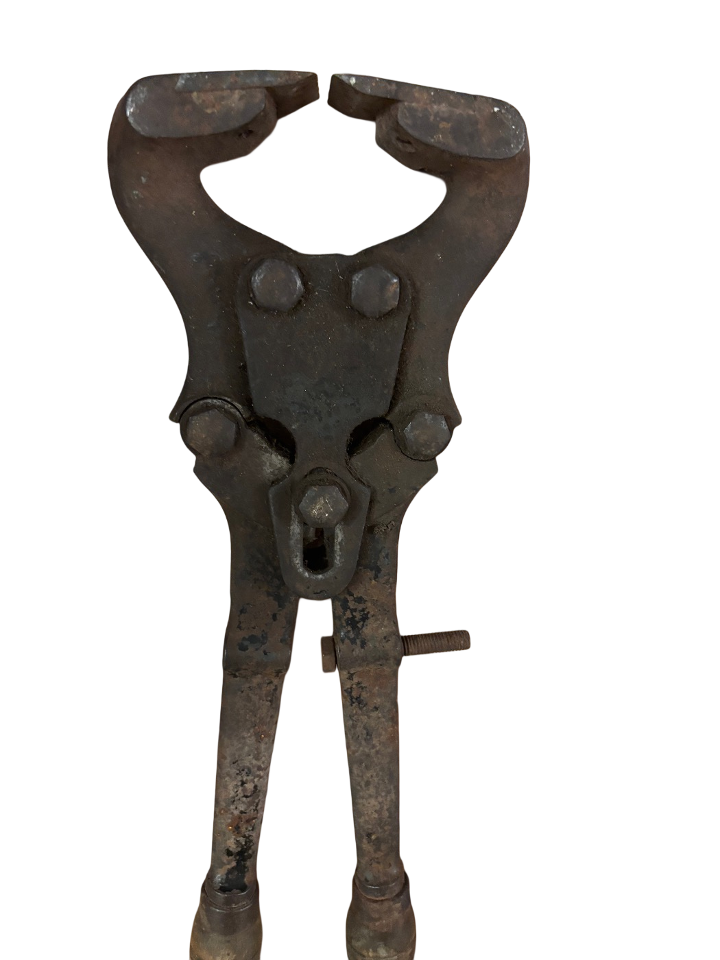 Antike veterinärmedizinische Pferdeklemme spätes -rond 1900