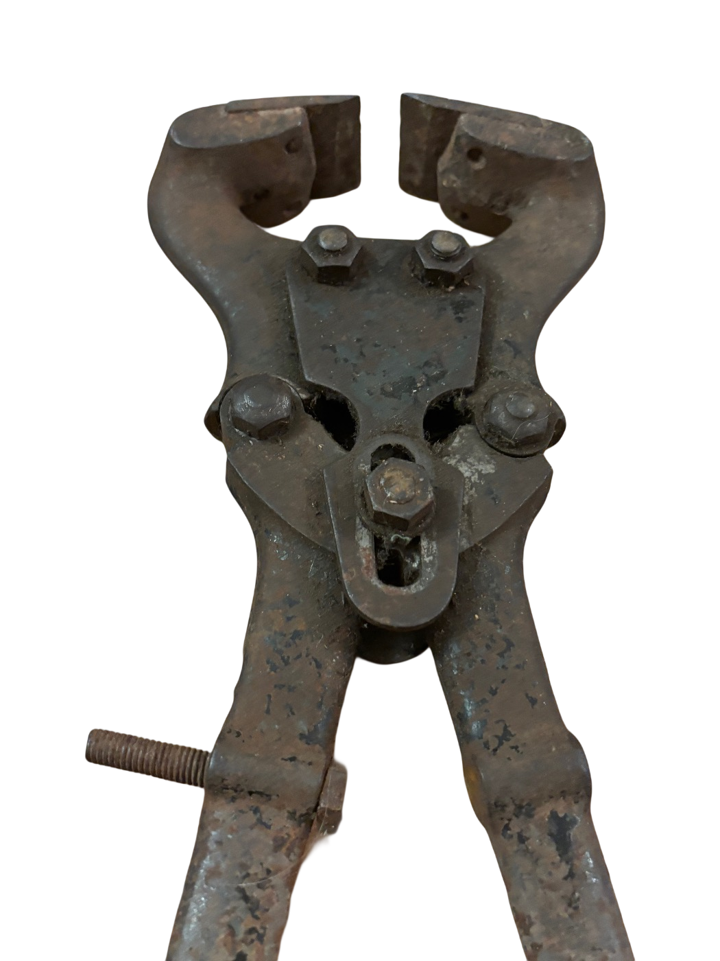 Antike veterinärmedizinische Pferdeklemme spätes -rond 1900